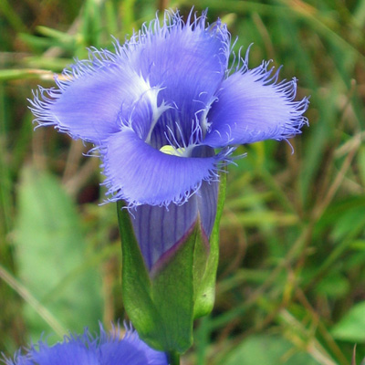 Gentianopsis crinita - greater fringed gentian - Flower, closeup, upper petals, style, anther