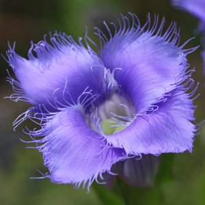 Gentianopsis crinita - greater fringed gentian - Flower, side view, calyx, pedicel