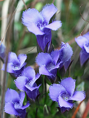 Gentianopsis crinita - greater fringed gentian - Flower, buds