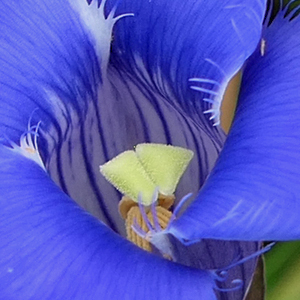 Gentianopsis crinita - greater fringed gentian - Flower, buds