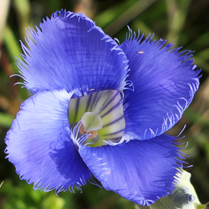 Gentianopsis crinita - greater fringed gentian - Flower, side view, calyx, pedicel