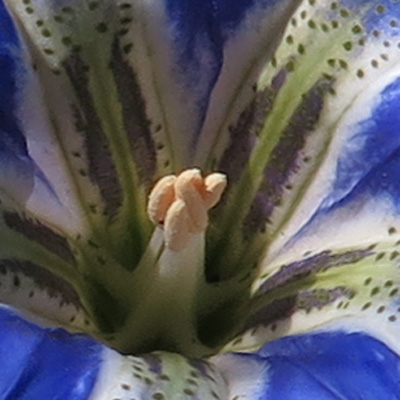 Gentiana autumnalis - pinebarren gentian  - flower staminate phase, male