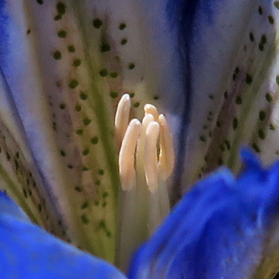 Gentiana autumnalis - pinebarren gentian  - flower staminate phase, male