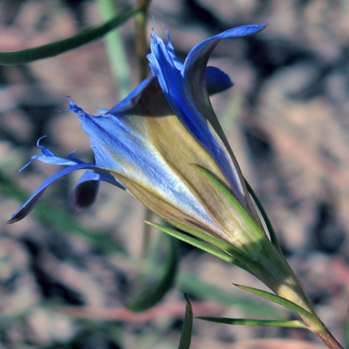 Gentiana autumnalis - pinebarren gentian  - flower- side view, sepals, corolla color outer surface