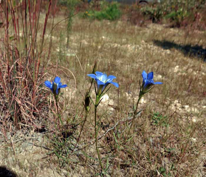 Gentiana autumnalis - pinebarren gentian  - habitat