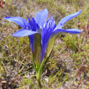 Pine Barren Gentian - Gentiana autumnalis