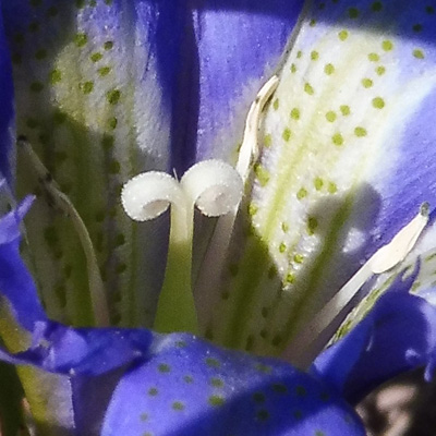 Gentiana autumnalis - pinebarren gentian  - flower pistillate phase, stigma mature, anthers depleted