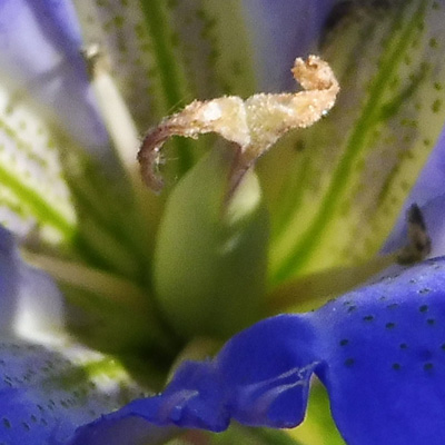 Gentiana autumnalis - pinebarren gentian  - onset of fruiting