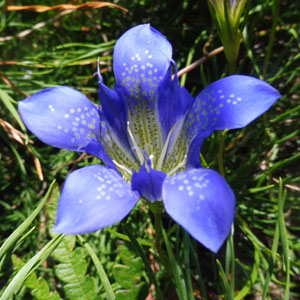 Pine Barren Gentian - Gentiana autumnalis