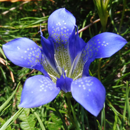 Gentiana autumnalis - pinebarren gentian  - flower - petals, plaits, throat white spots streaks