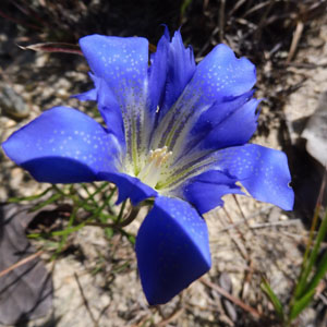 Pine Barren Gentian - Gentiana autumnalis