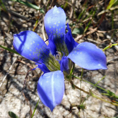 Gentiana autumnalis - pinebarren gentian  - 4 petal flower