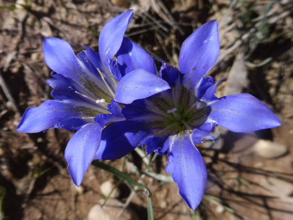 Gentiana autumnalis - pinebarren gentian  - inflorescence