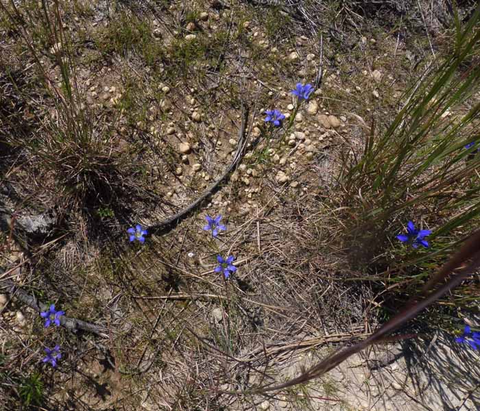 Gentiana autumnalis - pinebarren gentian  - habitat