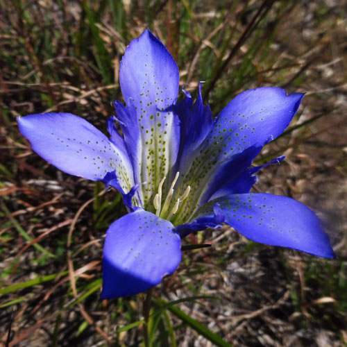 Gentiana autumnalis - pinebarren gentian  - flower- petals, plaits, throat white spots streaks