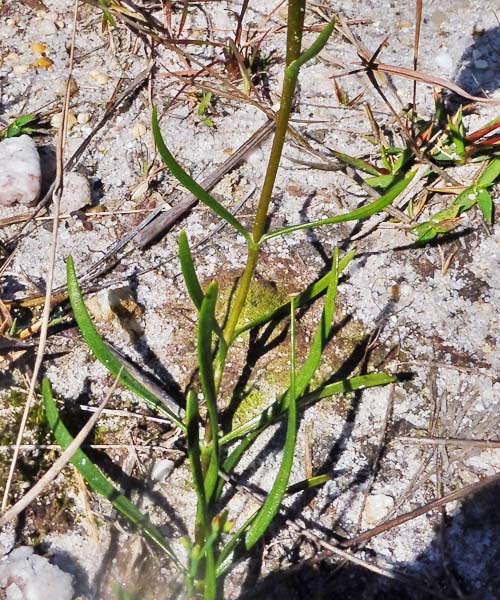 Gentiana autumnalis - pinebarren gentian  - leaves