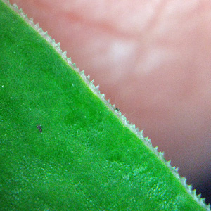 Gentiana saponaria - Soapwort gentian  - upper surface - ciliated leaf margins with magnification