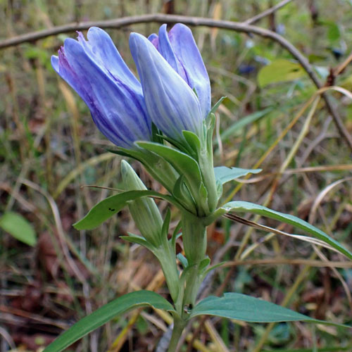 Gentiana saponaria - Soapwort gentian  - inflorescence, flowers