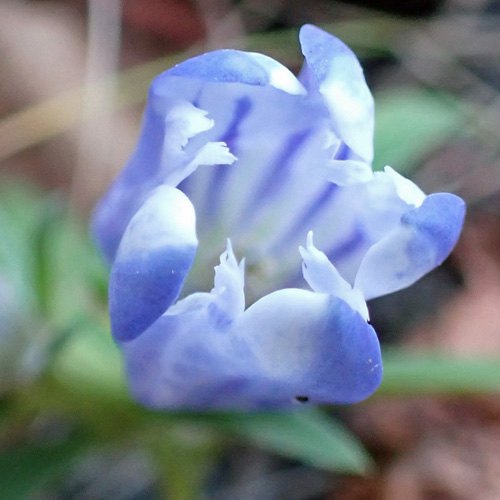Gentiana saponaria - Soapwort gentian  - open flower