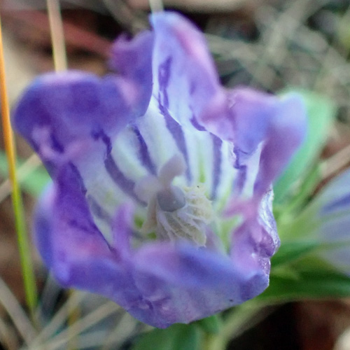 Gentiana saponaria - Soapwort gentian  - flower stigma & anthers