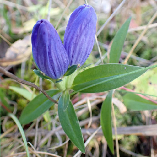 Gentiana saponaria - Soapwort gentian  - inflorescence, flowers