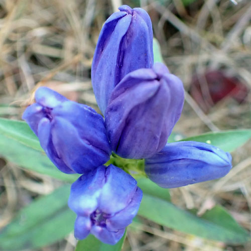 Gentiana saponaria - Soapwort gentian  - inflorescence, flowers
