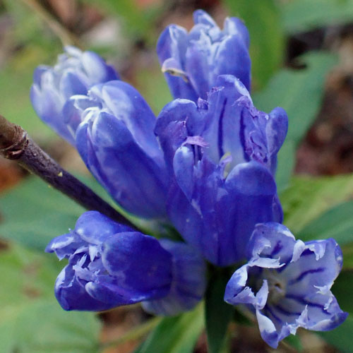 Gentiana saponaria - Soapwort gentian  - inflorescence, flowers