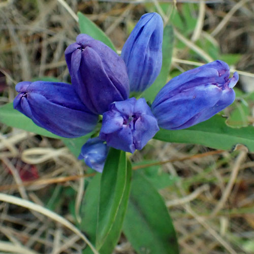 Gentiana saponaria - Soapwort gentian  - inflorescence, flowers