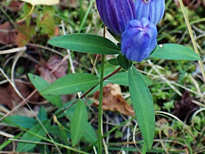 Gentiana saponaria - Soapwort gentian  - sessile opposite leaves