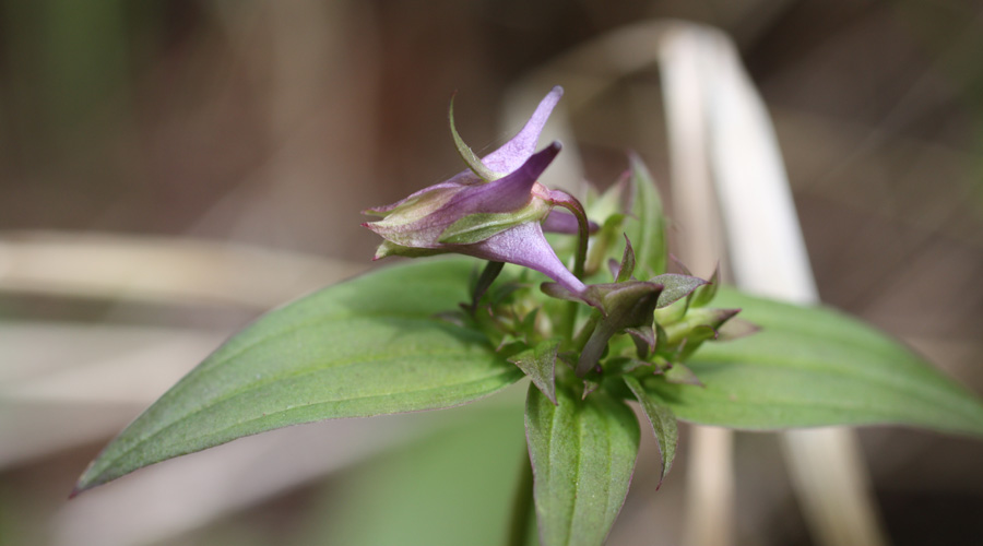 Halenia deflexa (Spurred Gentian)