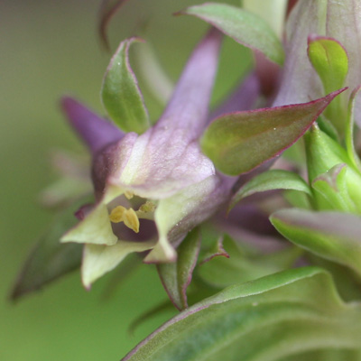 Halenia deflexa (Spurred Gentian)