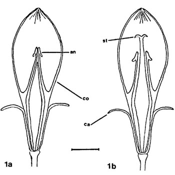 Gentiana andrewsii - Bottle gentian  - flower stamens pistil, stigma