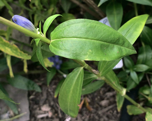 Gentiana clausa - Closed gentian  - leaves