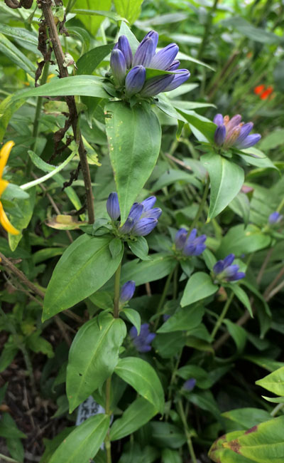 Gentiana clausa - Closed gentian  - plant, flowers in axils 