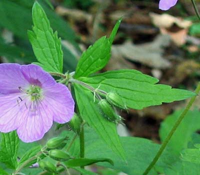 Geranium maculatum - Wild Geranium  cauline leaves