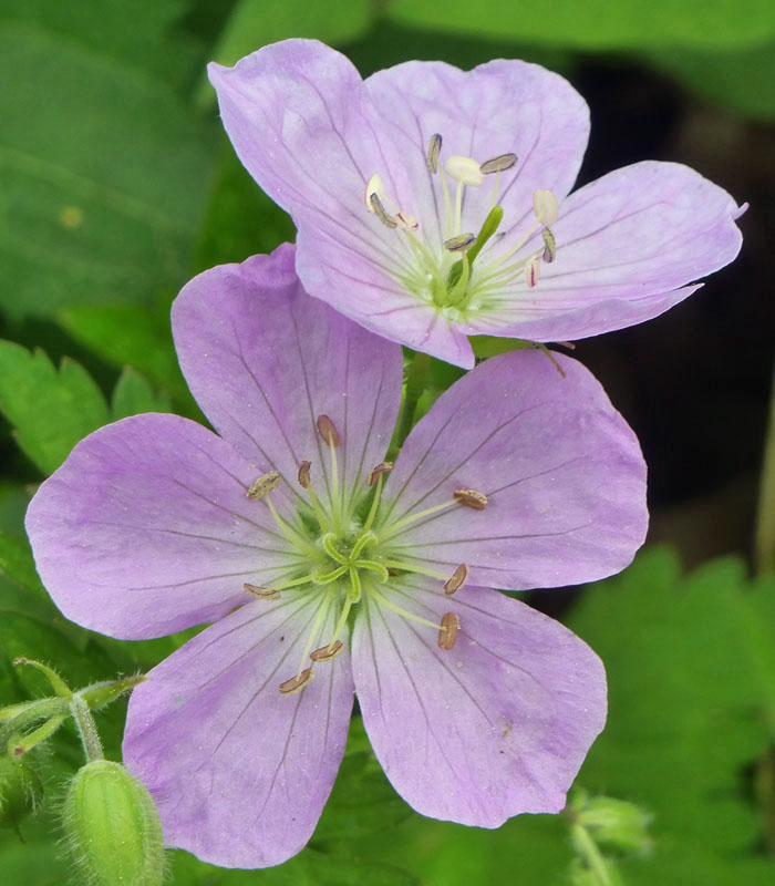 Geranium maculatum - Wild Geranium - Flower cluster, infloresence, close up, male and female phase