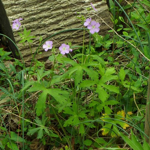 Geranium maculatum - Wild Geranium 