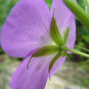 Geranium maculatum - Wild Geranium -  Flowers sepals