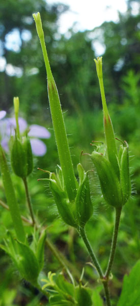 Geranium maculatum - Wild Geranium fruit