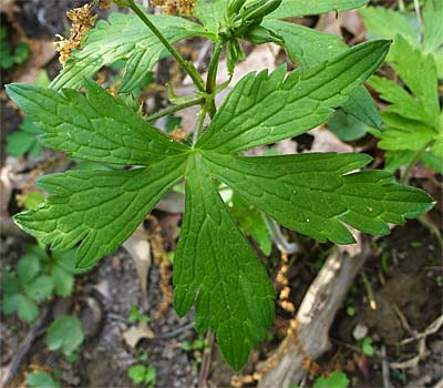 Geranium maculatum - Wild Geranium  basal leaves