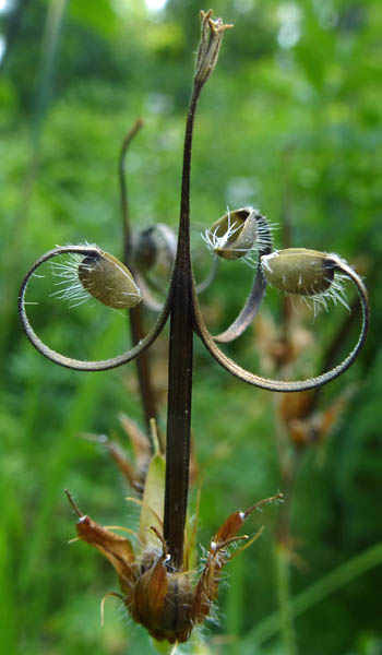 Geranium maculatum - Wild Geranium fruit