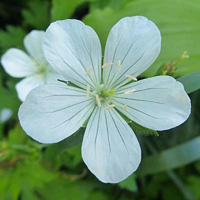 Geranium maculatum forma albiflorum - Wild Geranium, white form