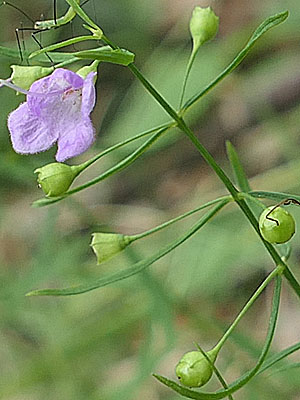 Agalinis tenuifolia - Slenderleaf false foxglove - Flower, calyx, fruit