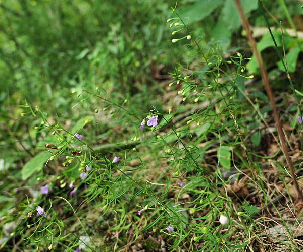 Agalinis tenuifolia - Slenderleaf false foxglove, plants, leaves, flowers, buds 