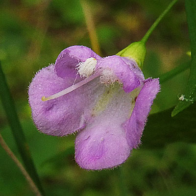 Agalinis tenuifolia - Slenderleaf false foxglove - Flower, closeup, upper petals, style, anther