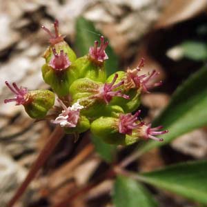 panax trifolius - dwarf ginseng - Fruit