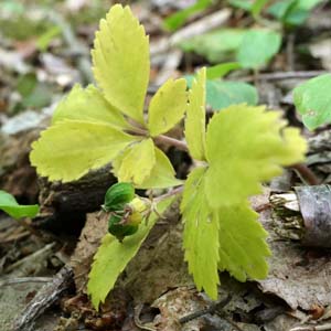 panax trifolius - dwarf ginseng - Fruit