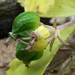 panax trifolius - dwarf ginseng - Fruit