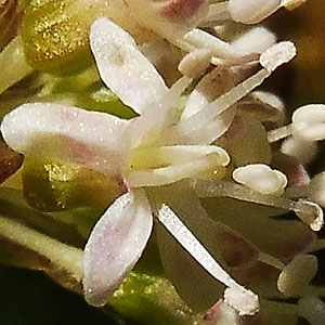 panax trifolius - dwarf ginseng - Bisexual Flower - 5 stamens and 3 functional stigmas