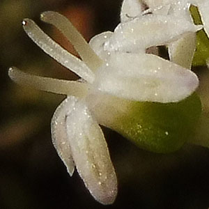 panax trifolius - dwarf ginseng - Female Flower- 3 fertile stigmas - no stamens